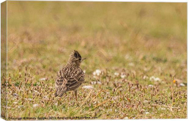 Skylark : Pause Before Song Canvas Print by Wendy Cooper