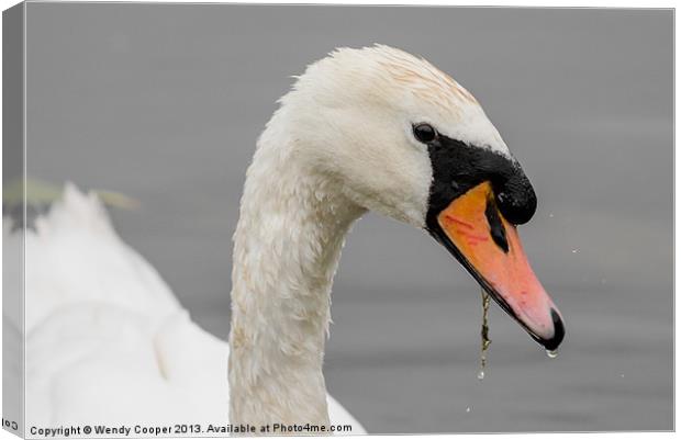 Swan : Have you got my best side? Canvas Print by Wendy Cooper