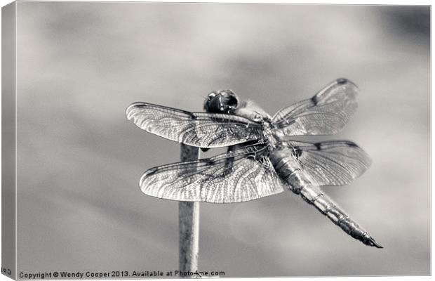 Monochrome Four Spot Chaser Dragonfly Canvas Print by Wendy Cooper