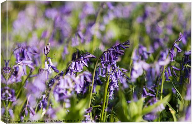 Bluebells, vibrant in Spring Sunshine Canvas Print by Wendy Cooper