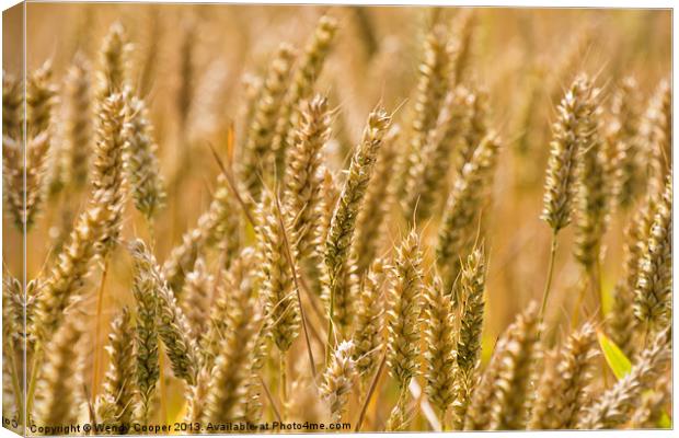 Golden Ears of Ripening Wheat Canvas Print by Wendy Cooper