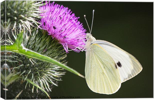 White Butterfly Feeding Canvas Print by Wendy Cooper