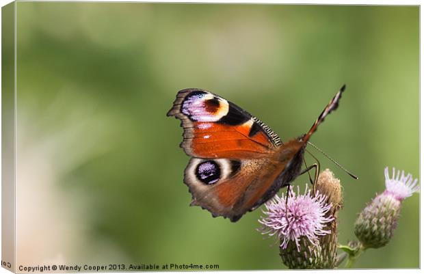 Peacock Butterfly on Thistles Canvas Print by Wendy Cooper