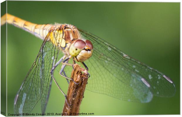 Dragonfly : Up close and personal Canvas Print by Wendy Cooper