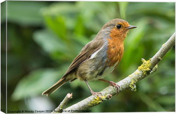 Resident Robin Canvas Print by Wendy Cooper