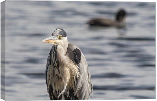 Grey Heron : Stare Canvas Print by Wendy Cooper