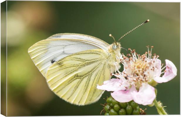 Green veined white butterfly on bramble Canvas Print by Wendy Cooper