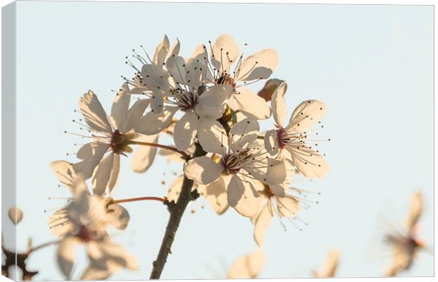 First Blossom Canvas Print by Wendy Cooper
