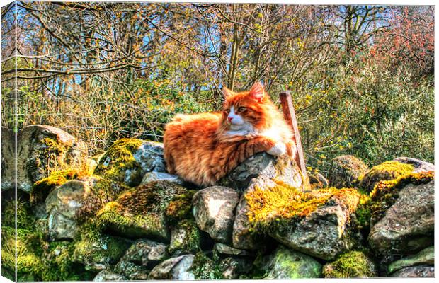 Cat On Wall Canvas Print by Michael Braham