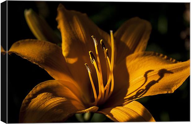 Reflection of Morning Light Canvas Print by Aneta Borecka