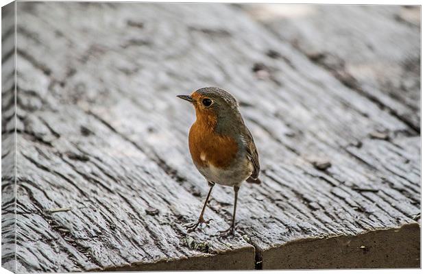 Robin Canvas Print by Aneta Borecka