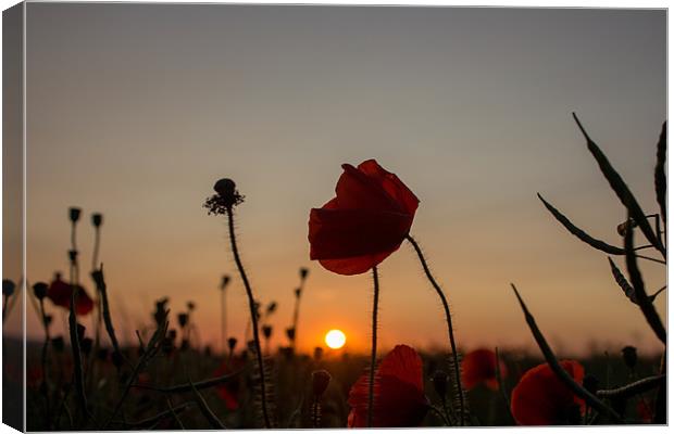 Wild Poppy at Sunset Canvas Print by Adam Moseley