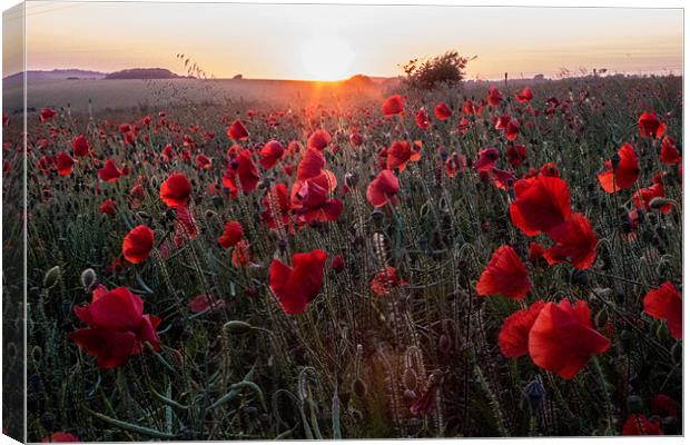 Poppies at Sunset Canvas Print by Adam Moseley