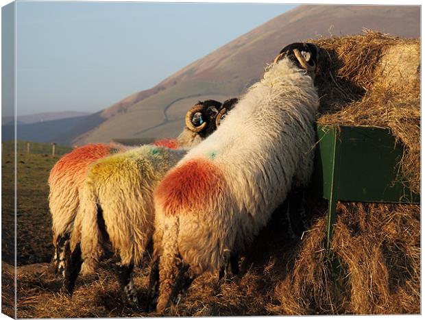 Sheep eating at sundown Canvas Print by Craig Roper