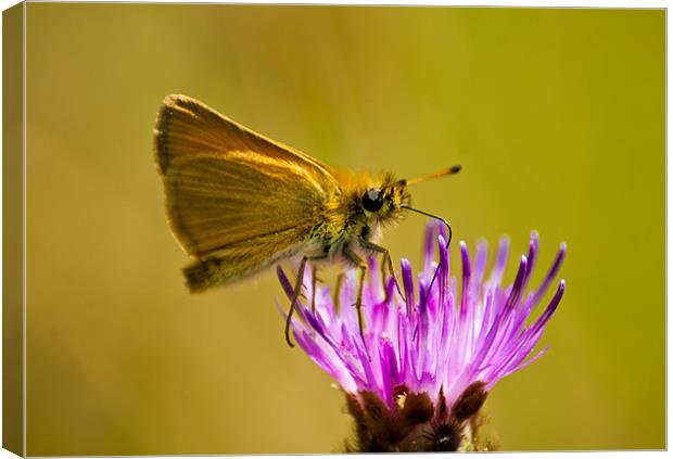 Small Skipper (Thymelicus sylvestris) Canvas Print by Ian Flear