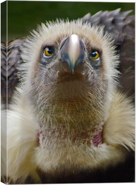 Ruppells Griffon Vulture (Gyps rueppellii) Canvas Print by Ian Flear