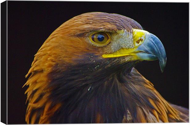 Golden Eagle (Aquila chrysaetos) Canvas Print by Ian Flear