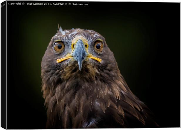 Eagle Stare Canvas Print by Peter Lennon