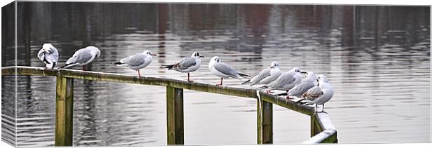 Gulls Morning Meeting Canvas Print by Peter Lennon