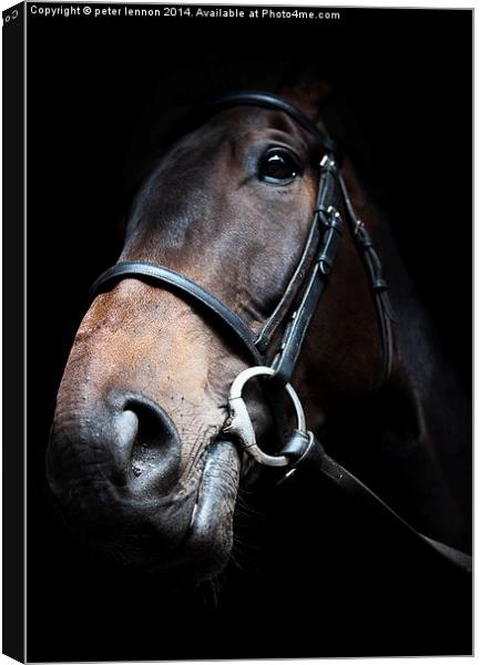  You're A Dark Horse Canvas Print by Peter Lennon