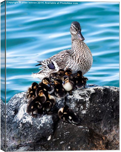  Maternal Duck Canvas Print by Peter Lennon