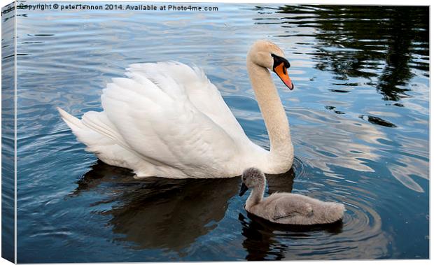 What Ugly Duckling? Canvas Print by Peter Lennon