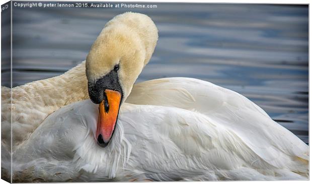 Preening Time Canvas Print by Peter Lennon