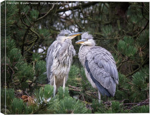 Heron Chicks Canvas Print by Peter Lennon