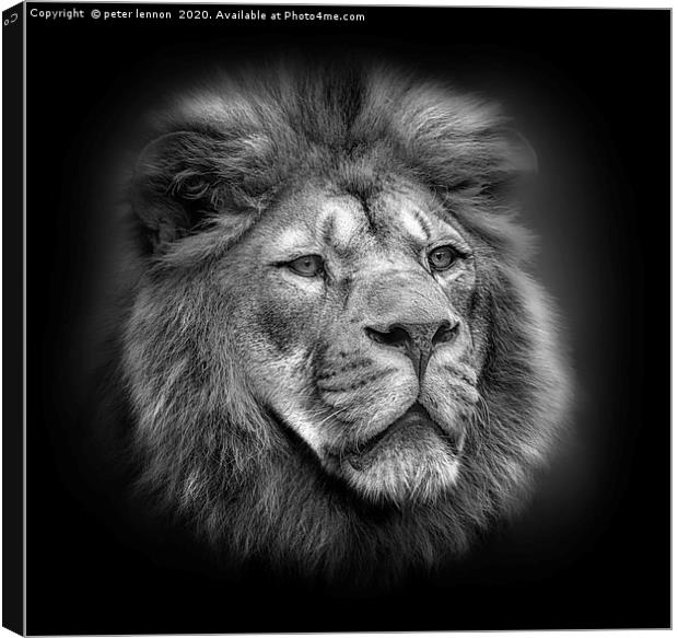 Mufasa Canvas Print by Peter Lennon