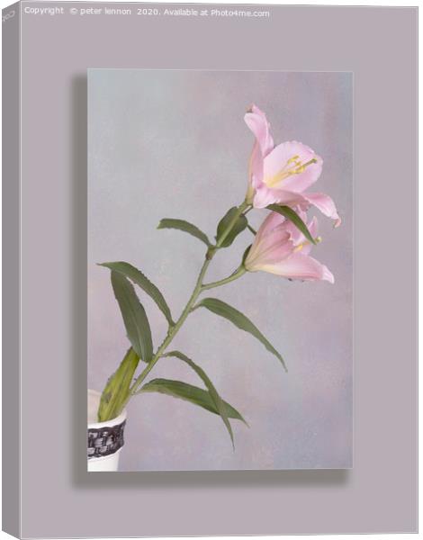 The Lily Canvas Print by Peter Lennon