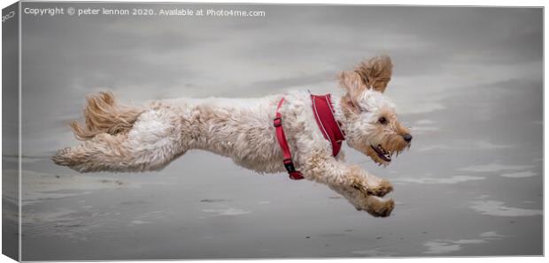 The Flying Cockapoo Canvas Print by Peter Lennon