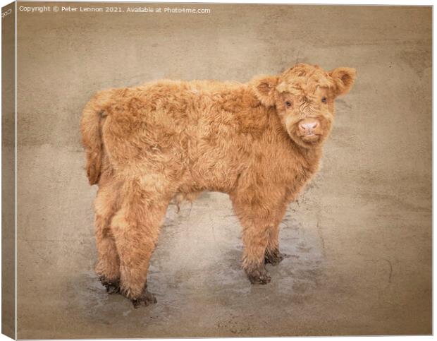 The Highland Calf Canvas Print by Peter Lennon