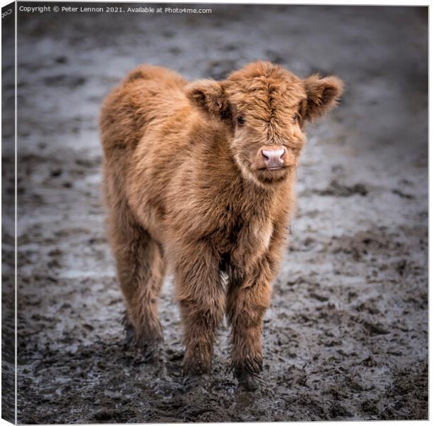 Highland Calf Canvas Print by Peter Lennon