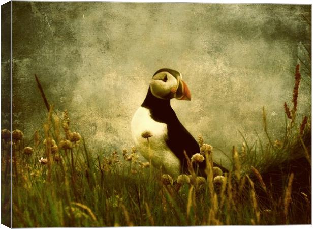 Puffin Among The Sea Pinks Canvas Print by Anne Macdonald