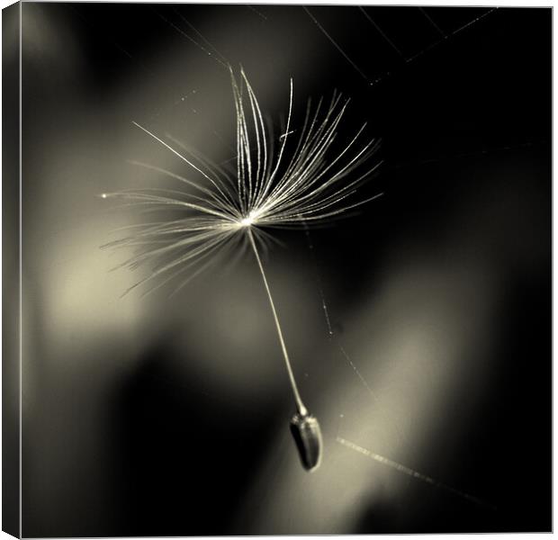 Dandelion Seed In Web Canvas Print by Anne Macdonald