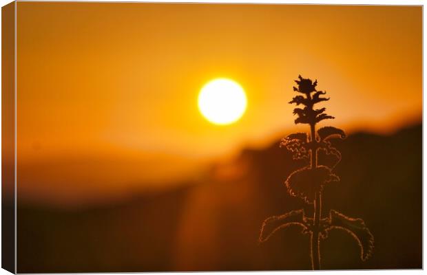 Nettle In The Sunset Canvas Print by Anne Macdonald