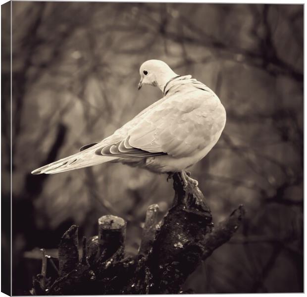Collared Dove On Branch Canvas Print by Anne Macdonald