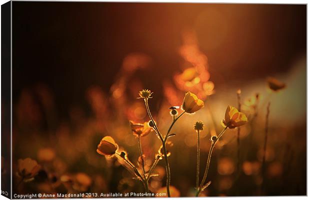Buttercups In Sunset Ranunculus acris Canvas Print by Anne Macdonald