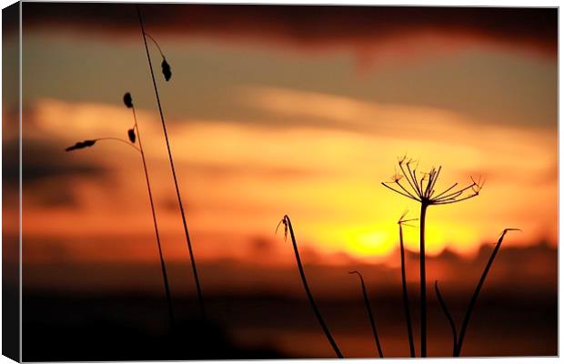 Grass In The Sunset Canvas Print by Anne Macdonald