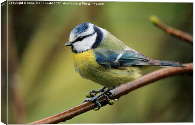 Blue Tit On A Branch Canvas Print by Anne Macdonald