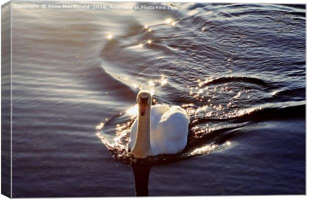 Swan In The Sunlight Canvas Print by Anne Macdonald