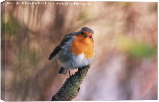 Robin With Attitude Canvas Print by Anne Macdonald