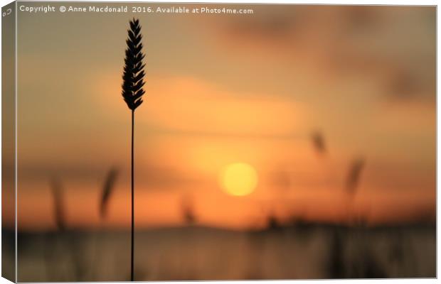 Tall Grass In The Sunset Canvas Print by Anne Macdonald