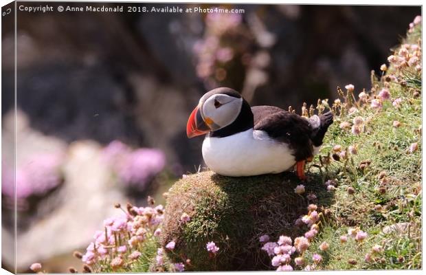 Puffin Resting On Cliff Face Canvas Print by Anne Macdonald