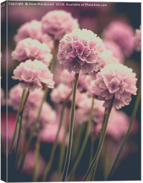 Sea Pinks or Thrift Canvas Print by Anne Macdonald