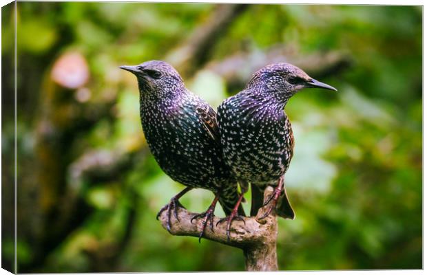 Two Beautiful Starlings Canvas Print by Anne Macdonald