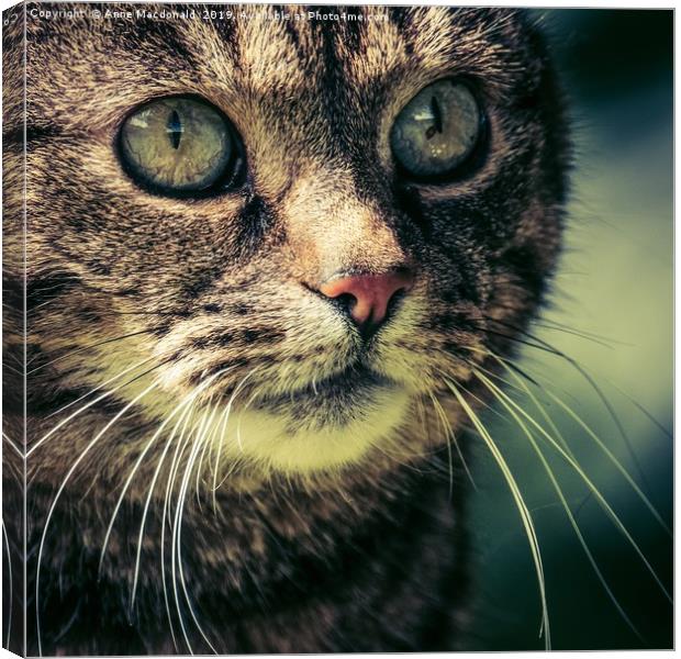 Cat Concentration Canvas Print by Anne Macdonald