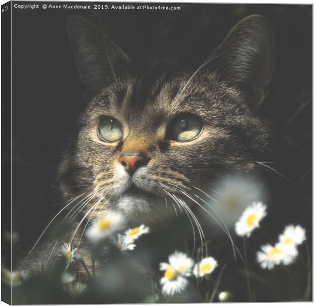 Mosey Among The Daisies Canvas Print by Anne Macdonald