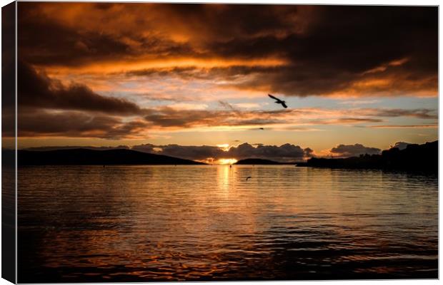 Seagulls In The Sunset Canvas Print by Anne Macdonald