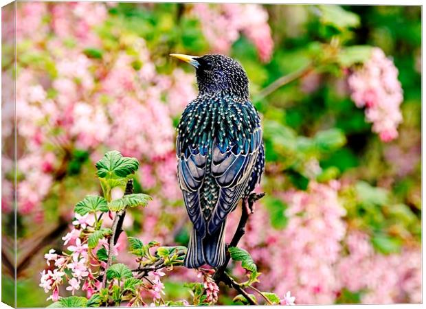 Cascade of Starling Feathers Canvas Print by Anne Macdonald